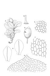Image: R.C. Wagstaff © Landcare Research 2019 CC BY 3.0 NZ